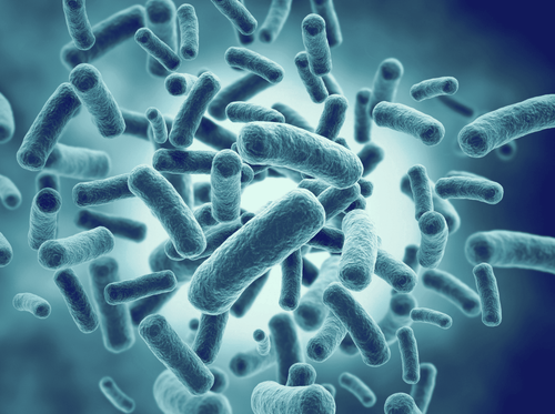 Microbiote intestinal : c'est quoi ? A quoi ça sert ?