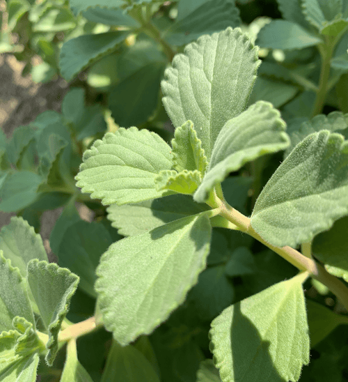 Boldo : une plante aux bienfaits digestifs