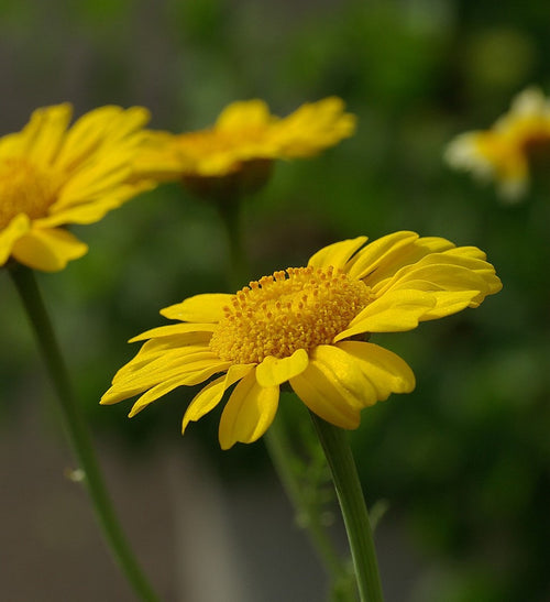 Chrysanthellum ⎜DIJO Paris 