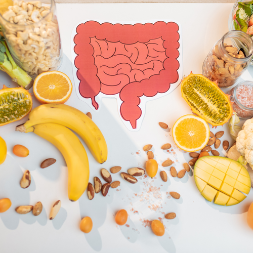 Le rôle du microbiote intestinal dans la digestion et l’immunité
