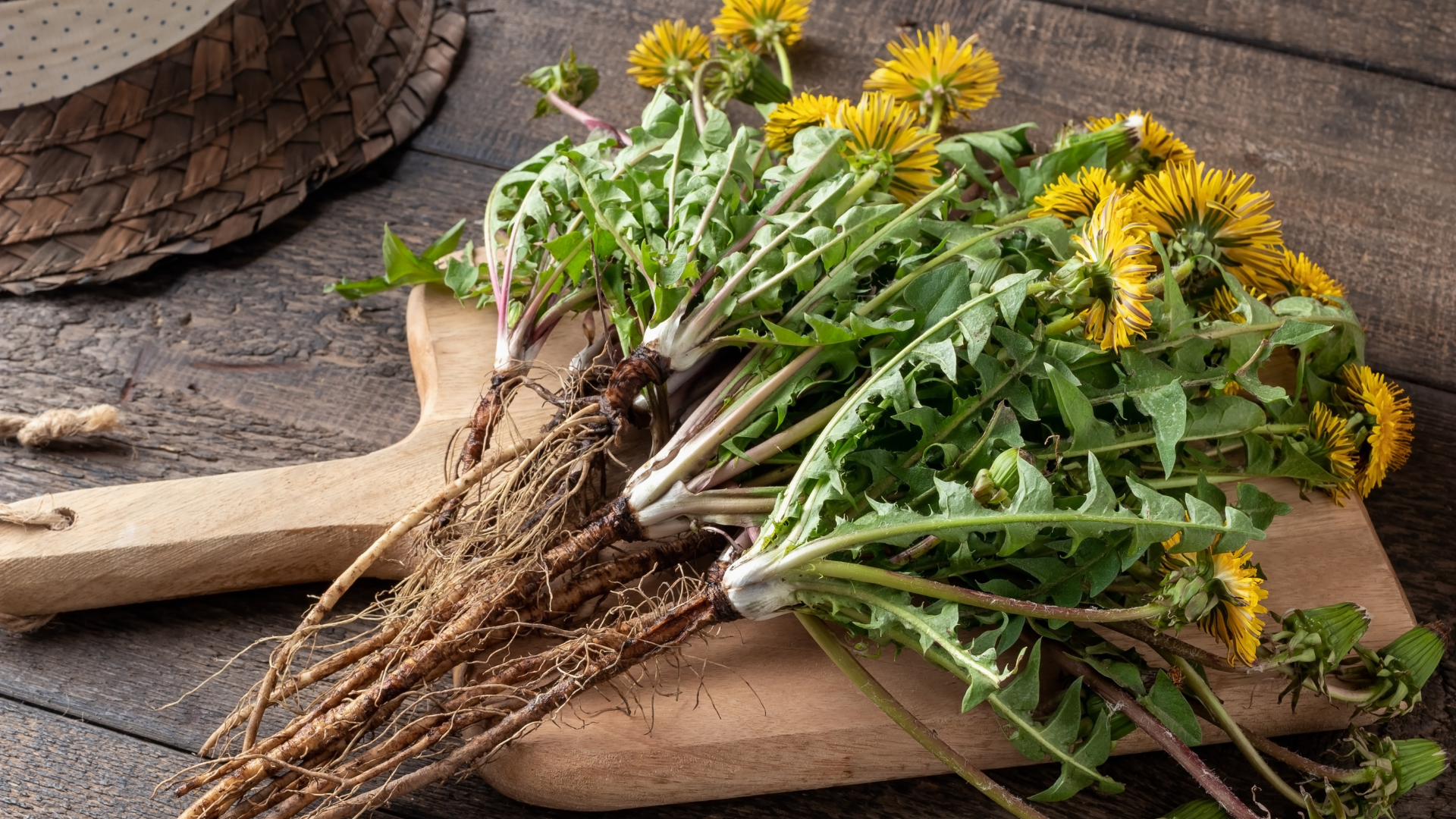 Dandelion: benefits, origin, indications – DIJO