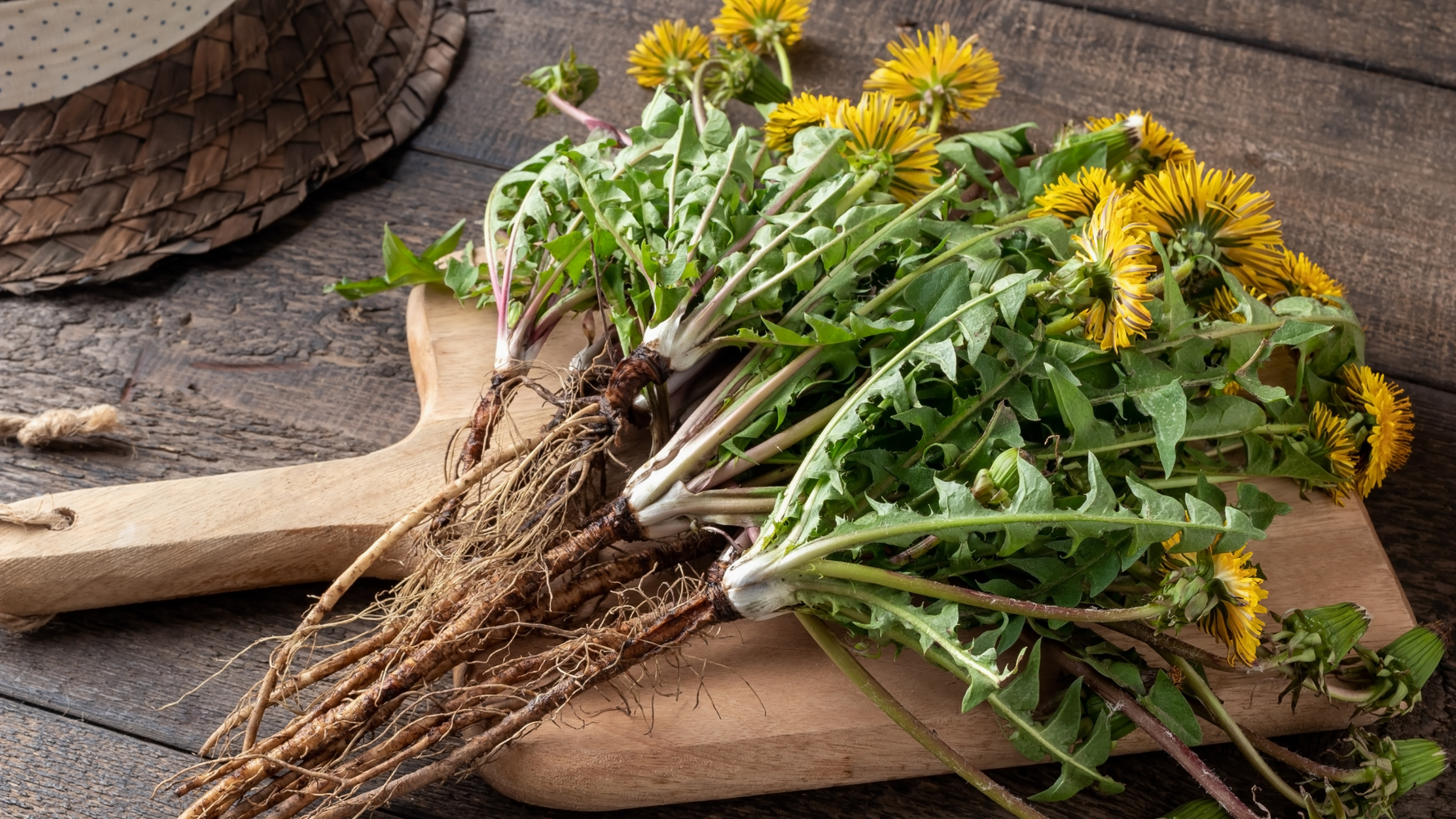 A rustic still life of freshly harvested dandelions with roots on a wooden board, showing flowers, leaves, and roots