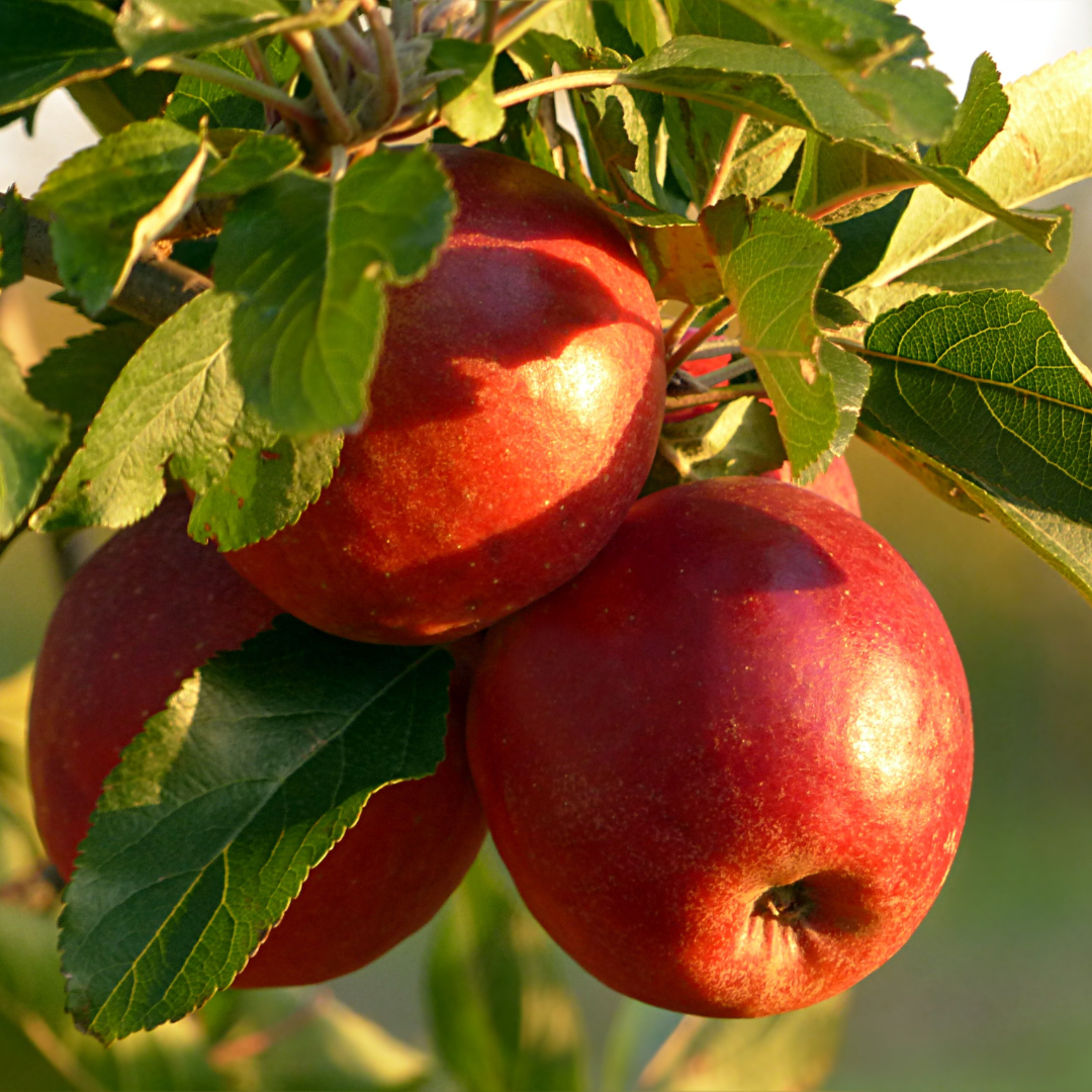 Manger une pomme avant le repas : Mythe ou réalité