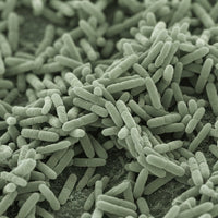 Postbiotiques